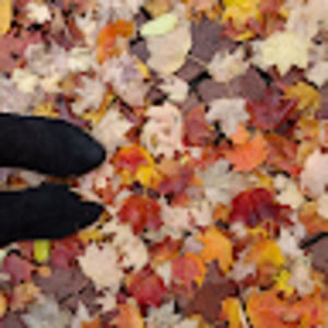 Meet your Posher, Josephine